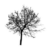 Tree Silhouette Isolated on White Backgorund Vecrtor Illustrati N31