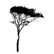 Tree Silhouette Isolated on White Backgorund Vecrtor Illustrati N32