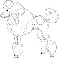 Poodle N6