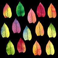 set of silhouettes by leaves in watercolor N7