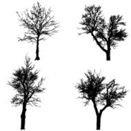 Vector silhouette of tree N22