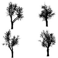 Vector silhouette of tree N23