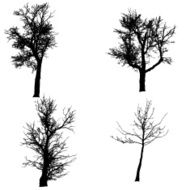 Vector silhouette of tree N24