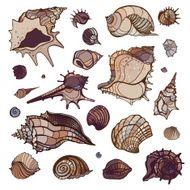 Sea shells set N5