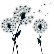 Dandelion plants