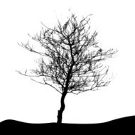 Tree Silhouette Isolated on White Backgorund Vecrtor Illustrati N46