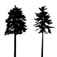 Tree Silhouette Isolated on White Backgorund Vecrtor Illustrati N47