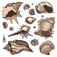 Sea shells set N7