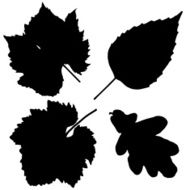 Vector silhouettes of leaves