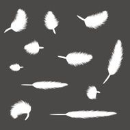 Set of feathers N5