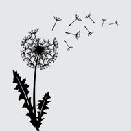 Blow dandelion vector background