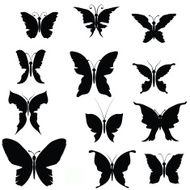 Butterflies N78