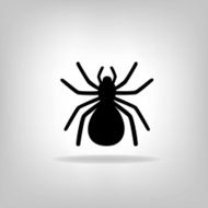 black spider on a white background