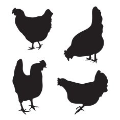 silhouettes of chickens