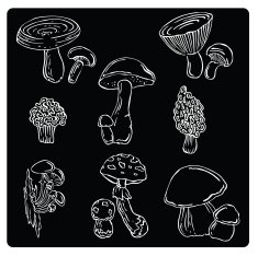 vector illustration silhouettes of mushrooms N2