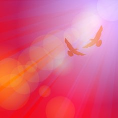 Birds seagulls silhouette on pink background sunset dawn Vector