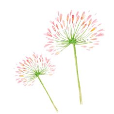 vector watercolor pink flower N3
