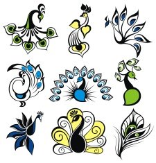 Peacock birds