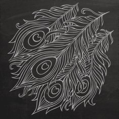 Peacock feathers chalkboard vector N2