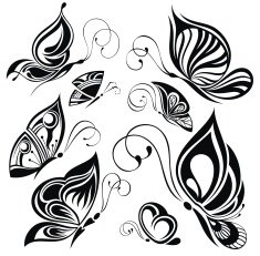 butterfly N121