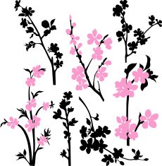 Apple blossom branches