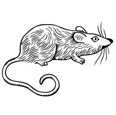rat N3