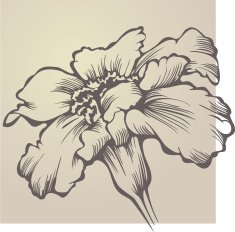 Flower Tagetes patula