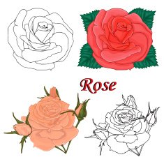 Roses Contours of flowers