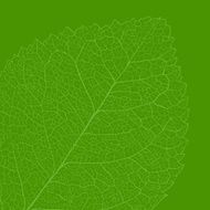 Leaf skeleton