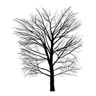 Trees with dead branch N131