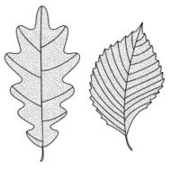 Vector Collection of Leaf Silhouettes with thin veins