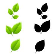 Set of leaves N6