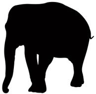 Elephant N79