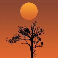 Shadow of wood in sunset N5