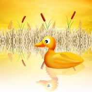 Duck in the pond
