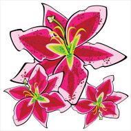 red vector lily isolated on white background N2