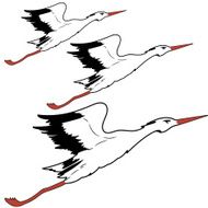 White Stork in flight