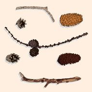 set of different cones and branches