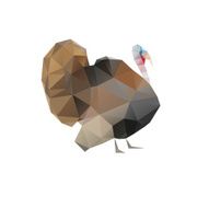 Turkey isolated on a white backgrounds