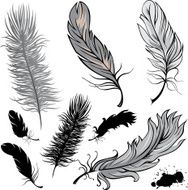 Feathers N37