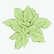 Green Plant Vector illustrations