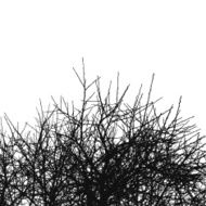 tree silhouette N65