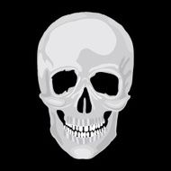 Human skull model