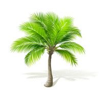 Palm Tree N50