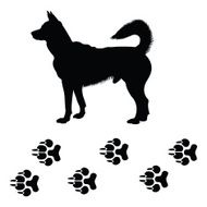 Dog and foot track
