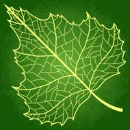 Vector birch leaf