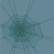 spider web N21