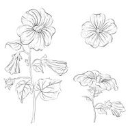 Flowers mallow contours