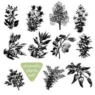 Aromatic Herbs Hand Drawn Silhouettes