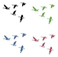 Canada Geese in Flight